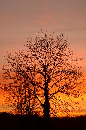 trees sunset sky orange colour silhouette clouds cumbria quartasunset