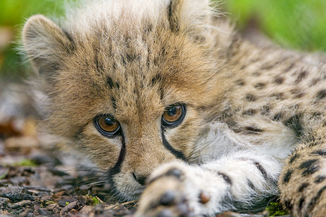 Close lying cheetah