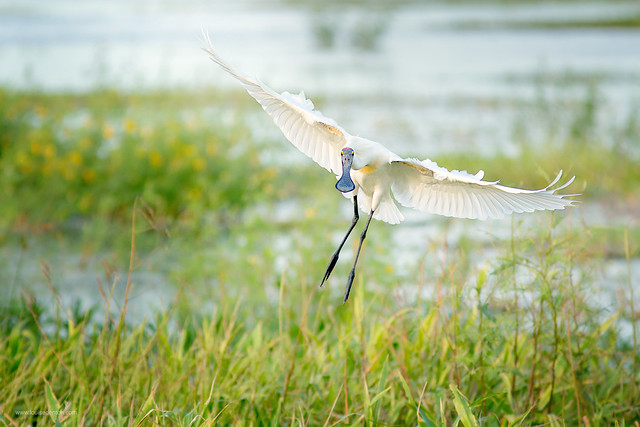 Incoming Spoonbill