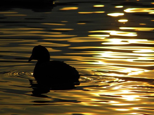 sunset tramonto 3000 birdwatching varese lagomaggiore birdwatcher fulicaatra eurasiancoot folaga allnaturesparadise mirkotomasi
