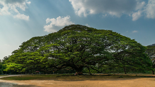 tree landscape thailand kanchanaburi gianttree