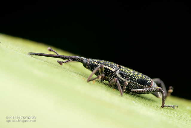 Weevil (Curculionidae) - DSC_4376