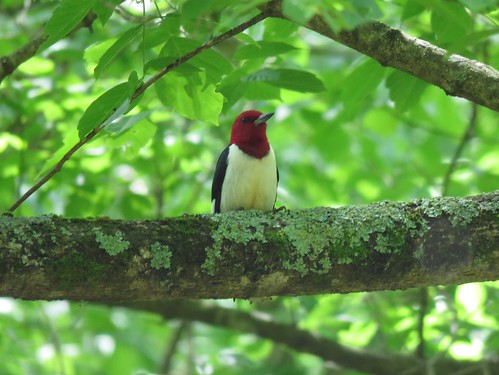 statepark bird woodpecker indiana redheadedwoodpecker melanerpeserythrocephalus mccormickscreek