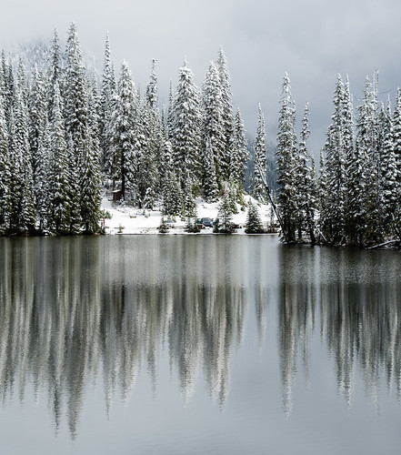 trees plants lake snow nature water reflections