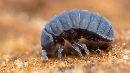 macro collembola insevt