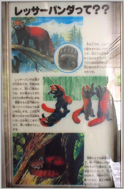 16_1 大阪 天王寺zoo 浣熊
