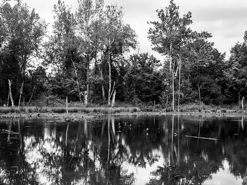 bw white black nature landscape lumix pond 4 trace panasonic natchez lightroom lr4 gx1 sigma30mm28exdn