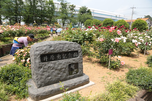 与野公園のバラ 2013