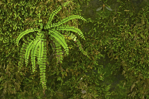 fern green frond asplenium aspleniaceae maidenhairspleenwort aspleniumtrichomanesssptrichomanes