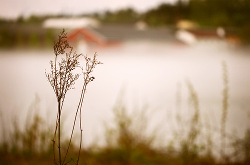 plant nature norway fog canon