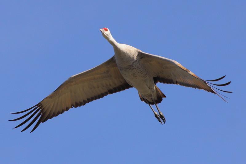 IMG_7478 Sandhill Cranes, Merced National Wildlife Refuge