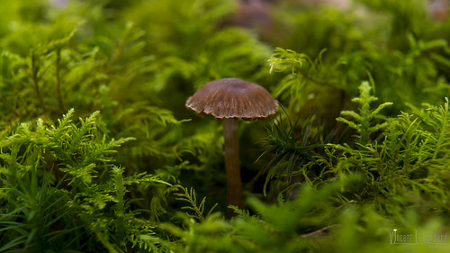 france macro automne photographie fungi vienne champignon saison basidiomycete poitoucharentes forêtdemoulière mycota mycètes mycologie lachapellemoulière