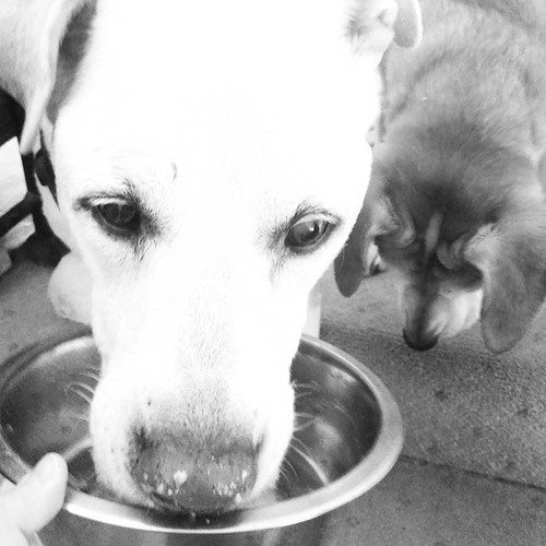 "Food on my nose, don't care!" - Zeus with a little Sophie photobomb #dogstagram #instadog #breakfast #houndmix #seniordog #megaesophagus #ilovemydogs