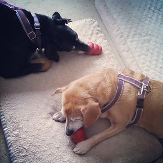 Snow day + Lola spoiling = peanut butter #Kong #ilovemydogs #dogstagram #instadog #CancerSucks #sisters #adoptdontshop