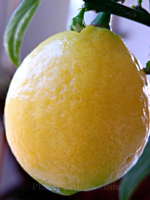 lemons 2