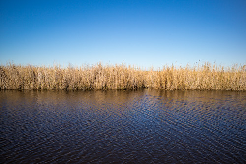 river landscape louisiana unitedstates bayou wetlands kaplan