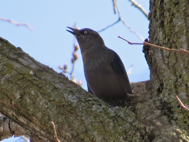 Rusty Blackbird at the Kenneth L. Shroeder Wildlife Sanctuary in McLean County, IL 06
