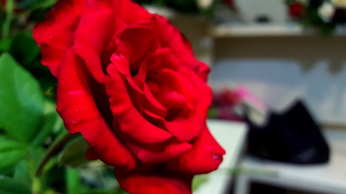 wedding red rose tunisia sfax