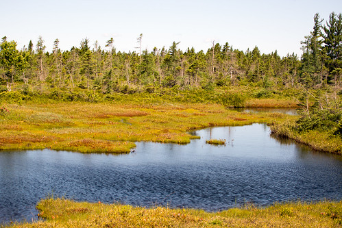 landscape pond paysage bog étang tourbière