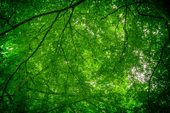 The Green Canopy