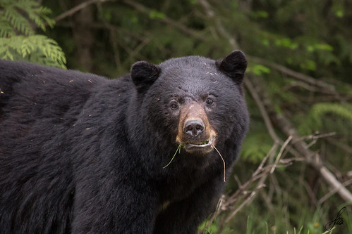bear canada black nature britishcolumbia wildlife nisgaa