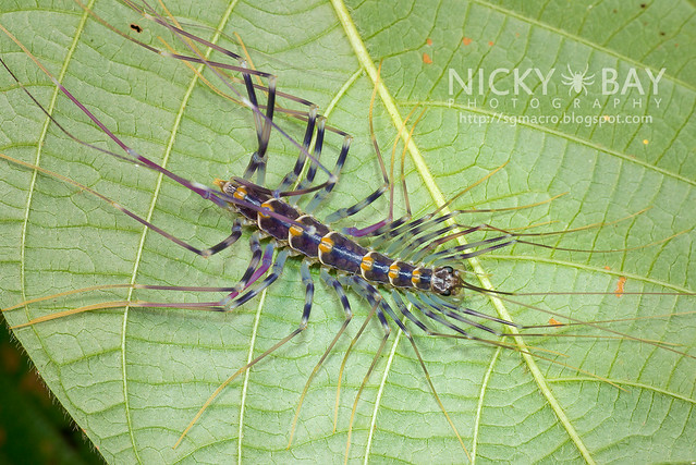 House Centipede (Scutigeridae) - DSC_0227
