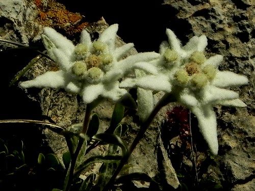 Leotopodium alpinum=Edelweiss (1)