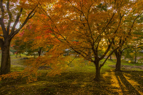 autumn tree fall japan temple kyoto autumnleaves 京都 日本 紅葉 秋 木 寺 京都市 京都府
