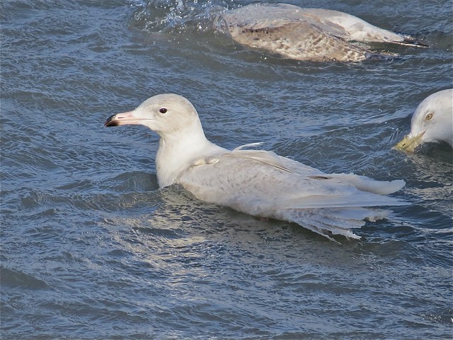 Glaucous Gull (1st Cycle) at North Point Marina in Lake County, IL 23