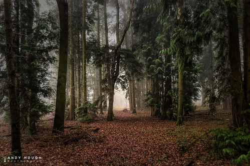 trees england mist forest woodland still quiet unitedkingdom sony moment oxfordshire dorchester southoxfordshire a99 sonyalpha andyhough slta99v littlewittenhamwood andyhoughphotography