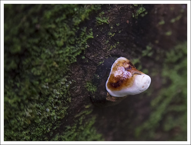 Tenorio Rain Forest 2015-02-10 13