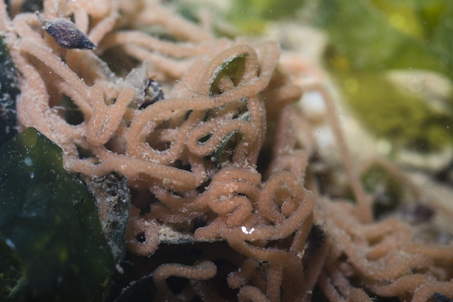 Egg strings of Geographic sea hare (Syphonota geographica)