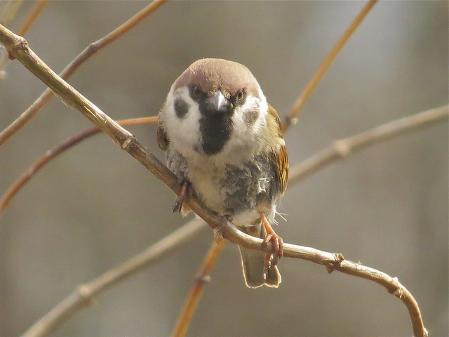 Eurasian Tree Sparrow at Sugar Grove Nature Center in McLean County, IL 02