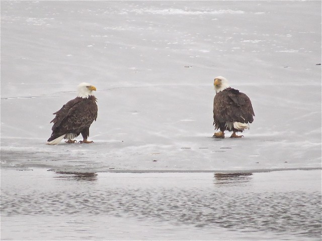 Bald Eagles at Lake Bloomington in McLean County, IL 01