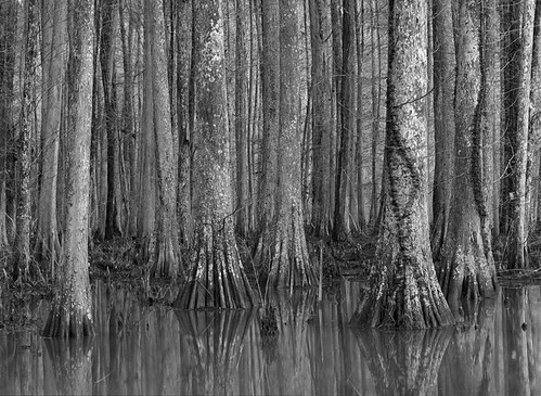 trees bw film water mediumformat landscape pentax fp4 ddx iso125 epsonv700 645n smcpentaxa645135150mm