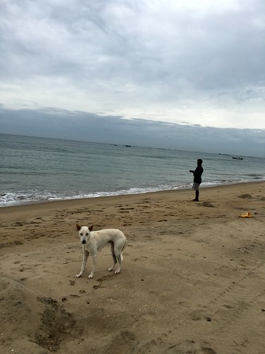 dog beach friend pondicherry faithful