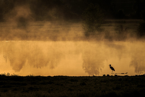 ca mist ontario canada bird heron water fog napanee