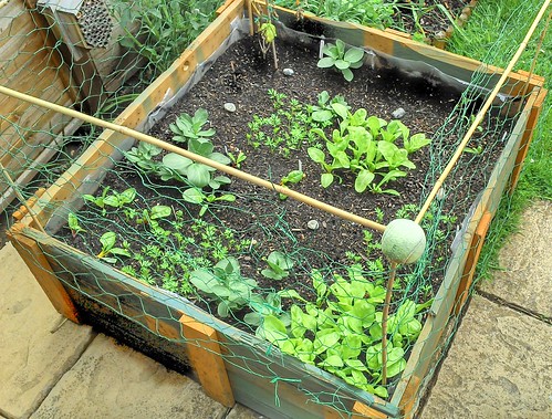 Raised bed, coming into leaf