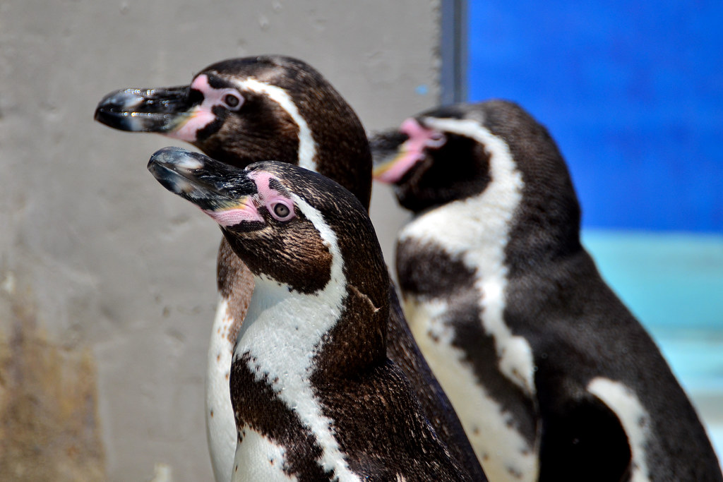 野毛山動物園のフンボルトペンギン (Humboldt Penguin of Nogeyama Zoo)