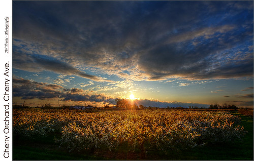 cherry dawn nikon blossoms gimp hdr luminance grimsby vineland westlincoln nikkor1224mm qtpfsgui d7100