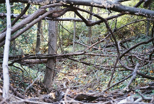 trees ohio film forest 35mm woods thomas path kentucky ft n70 f70 gumm