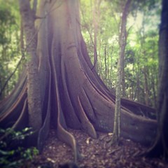Absolutely the LARGEST Moreton Bay Fig (Ficus macrophylla) I have ever seen!!!