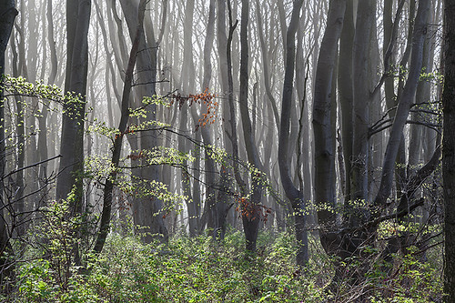 trees sun mist leaves fog forest woodland spring woods aberdeenshire growth beech balmedie haar undergrowth blairton
