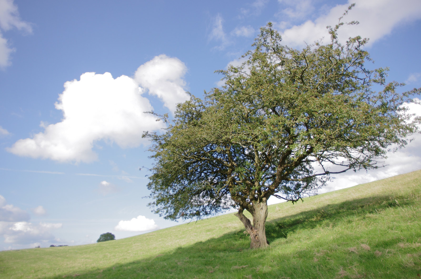 L'arbre à fée de Tara - Carnet de voyage en Irlande
