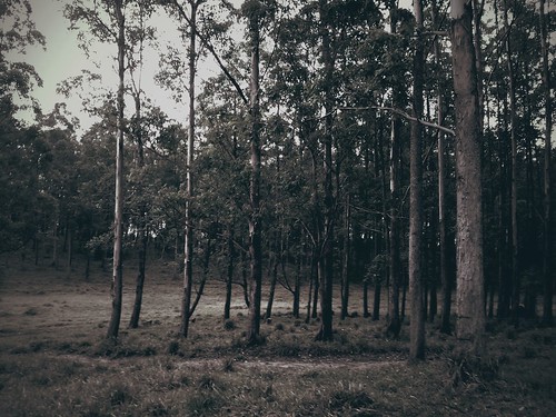 forest dark just flickrandroidapp:filter=none