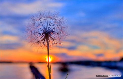 sunset summer vancouver clouds silhouettes richmond dandelion hdr steveston garrypointpark