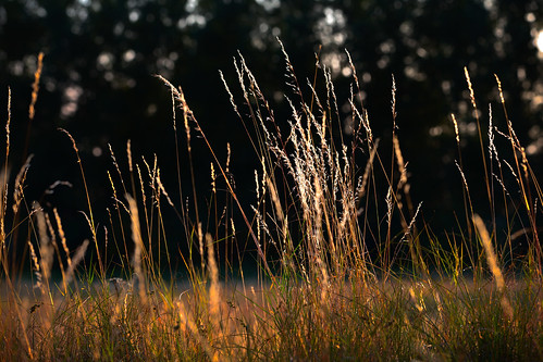 sunset grass skåne sweden sverige sandby scania solnedgång gräs skånelän canoneos5dmarkiii simrishamns canonef70200mmf28lisiiusm