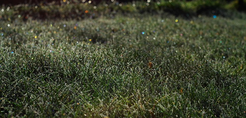grass frost pentax bokeh saxony meadow wiese sachsen gras reif k30 pentaxlife