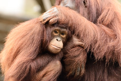 Young Orangutan Sitting by Mom