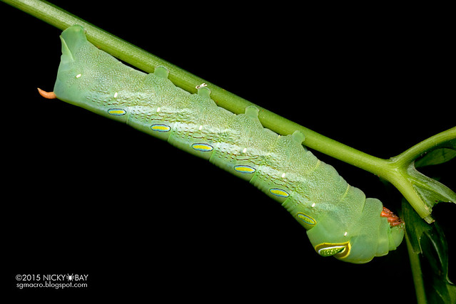 Green pergesa hawkmoth (Pergesa acteus) - DSC_8131